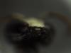 Hylaeus sinuatus